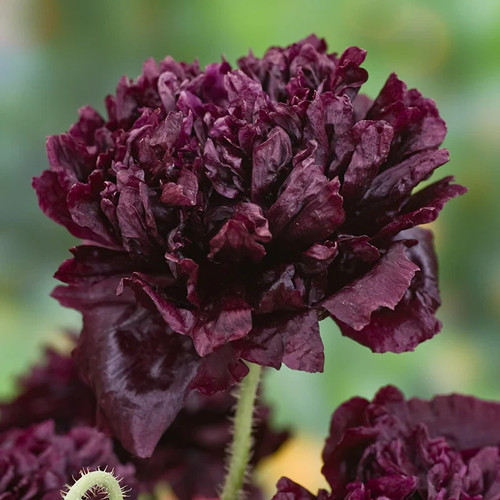 Schwarzer mohn samen black - schwarzer, 'black