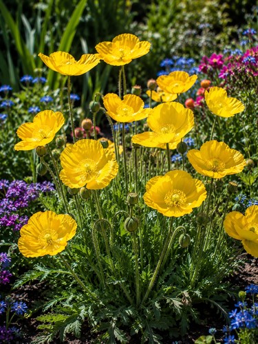 Goldgelber mohn die - 🌼, –