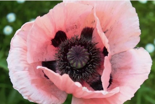 Riesenmohn 100 samen papaver - riesenmohn,