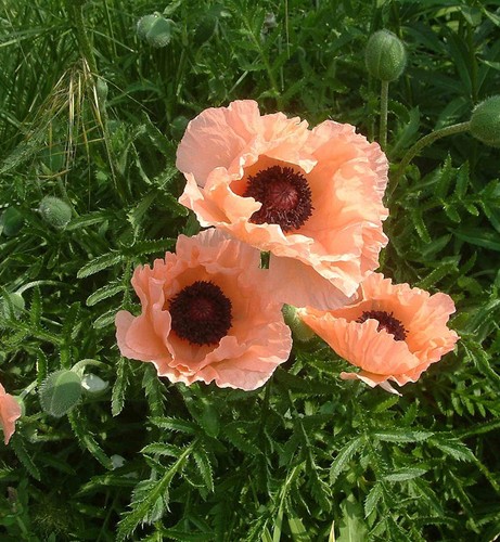 Türkischer mohn catharina - türkischer,