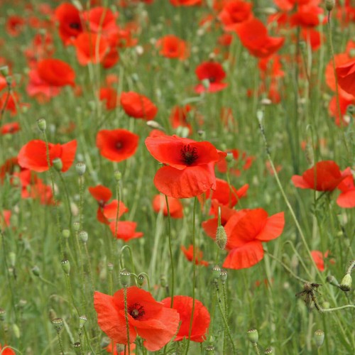 000 samen roter - roter, klatschmohn
