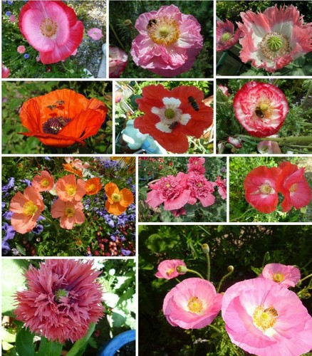 Mohn-Papaver-kunterbunt