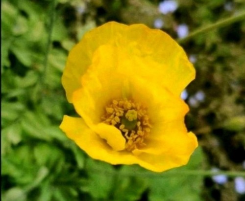 Scheinmohn blumen samen - scheinmohn,