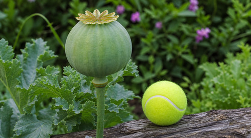 Papaver somniferum - 🌱,