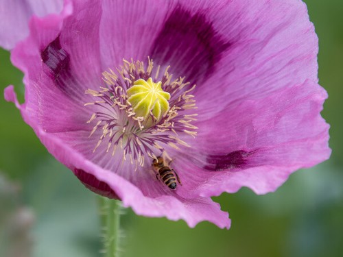 150 samen echter schlafmohn - echter,