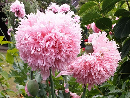 Rarität gefüllter rosa - , mohn