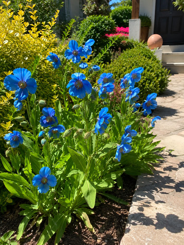 0020a blauer mohn tibet - blauer,